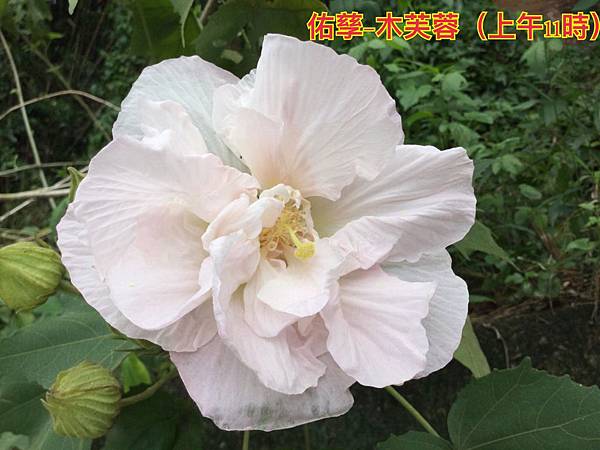 新竹市安親班-植物生態的研討與實作(5下自然)