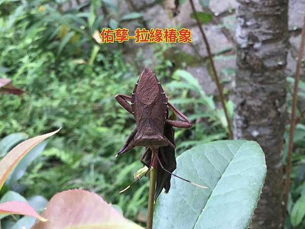 新竹市安親班-自然探索椿象與螽斯(半翅目與直翅目)