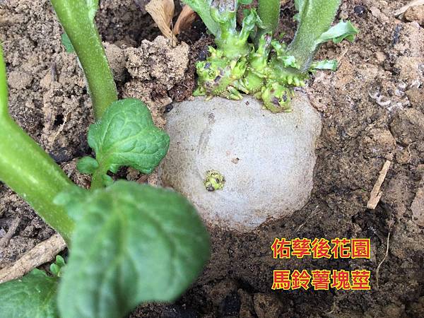 新竹市安親班-植物生態的研討與實作(5下自然)