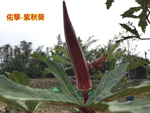 新竹市安親班-自然探索植物的身體(3上自然)