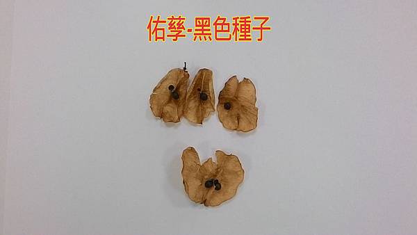自然探索大紅姬緣椿象與台灣欒樹的共生關係(四下自然)