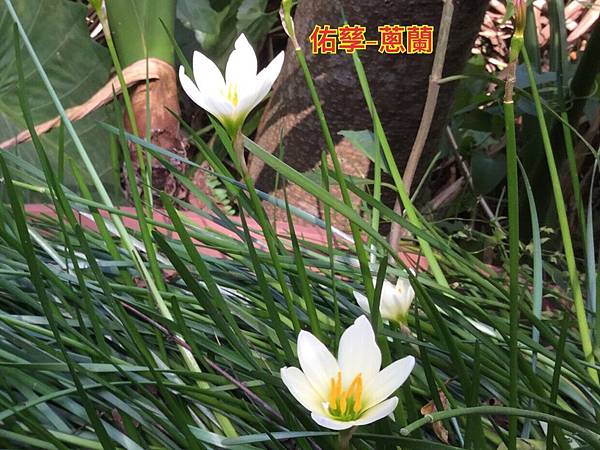 新竹市安親班自然探索來去高峰植物園