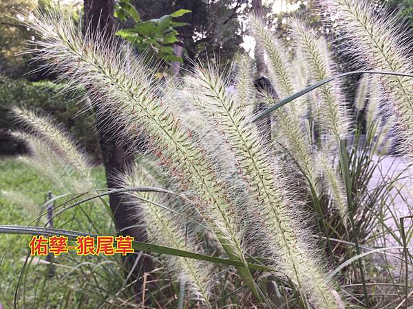 新竹市安親班-植物生態的研討與實作(5下自然)