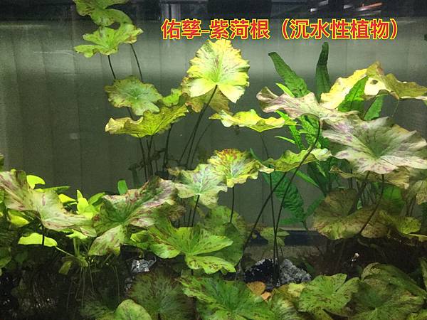 新竹市安親班-自然探索水中植物(4上自然)