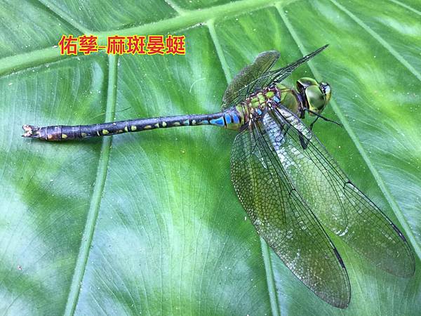 新竹市安親班-自然探索蜻蜓與豆娘(蜻蛉目)