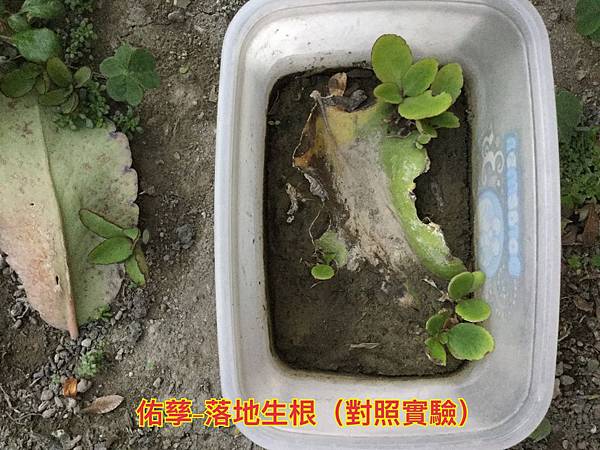 新竹市安親班-植物生態的研討與實作(5下自然)