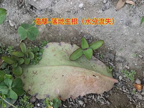 新竹市安親班-植物生態的研討與實作(5下自然)