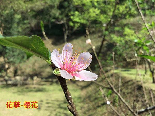 夏令營-自然探索植物篇