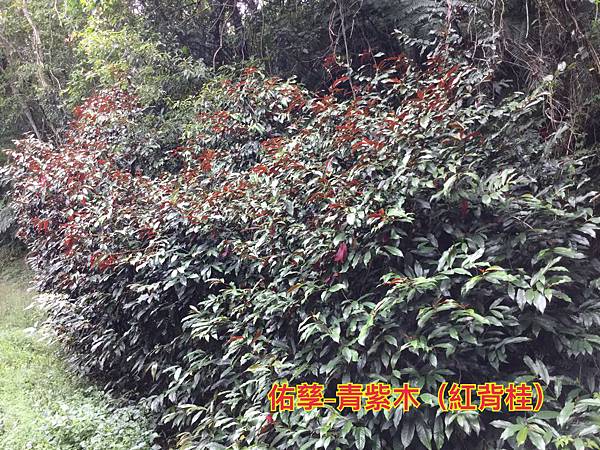 新竹市安親班-自然探索植物的身體(3上自然)