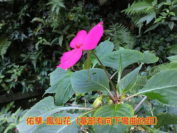 新竹市安親班-植物生態的研討與實作(5下自然)