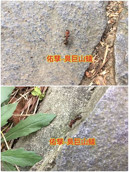 新竹市安親班-自然探索蜂與蟻(膜翅目)