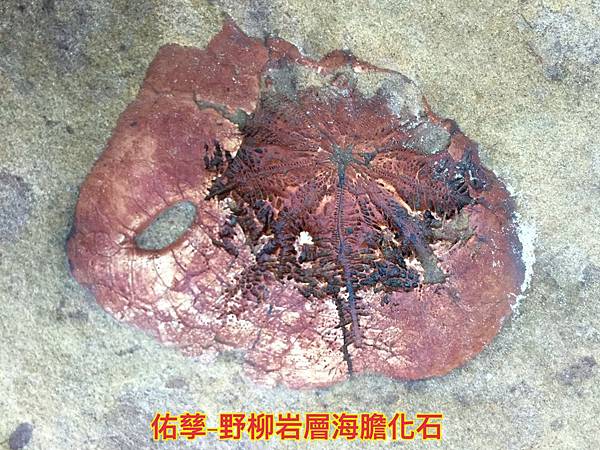 新竹市安親班-自然探索野柳地質教學(2)(5下自然)