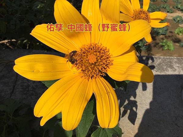 新竹市安親班-自然探索蜂與蟻(膜翅目)