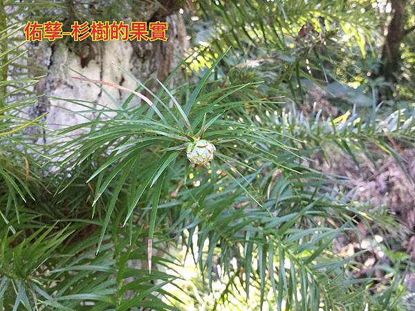 新竹市安親班-佑孳植物花果實種子(3上)