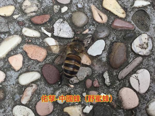 新竹市安親班-自然探索蜂與蟻(膜翅目)