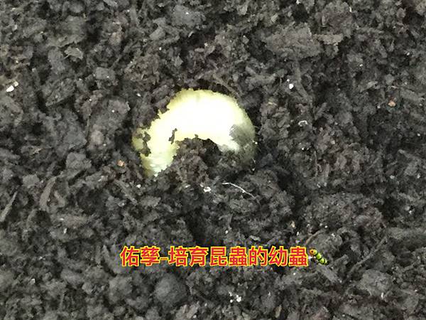 新竹市安親班-昆蟲王國(四下自然)