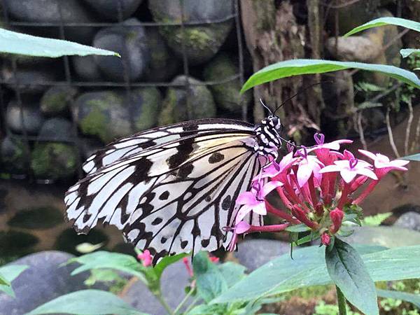 佑孳後花園-爬森藤與大白斑蝶(四下自然)