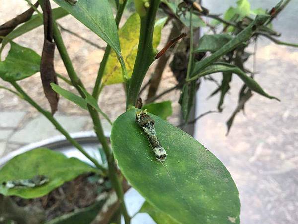 佑孳後花園-鳳蝶觀察記錄(四下自然)