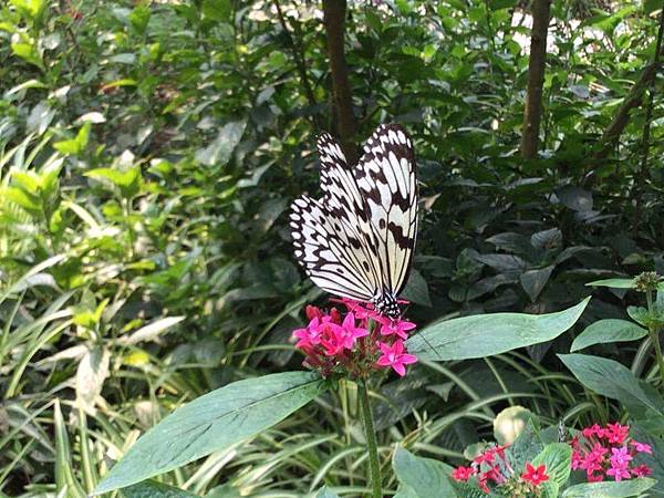 佑孳後花園-爬森藤與大白斑蝶(四下自然)