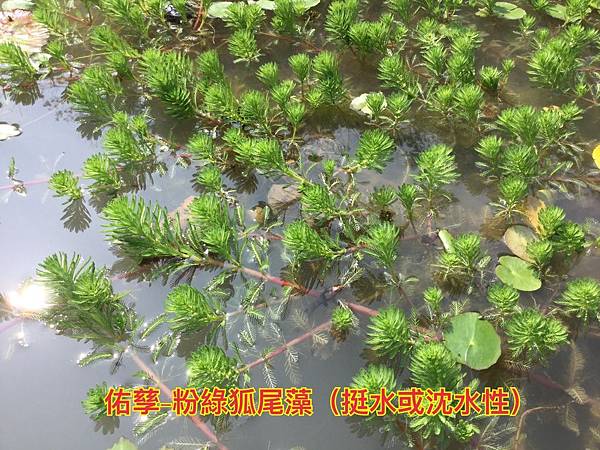 新竹市安親班-自然探索水中植物(4上自然)