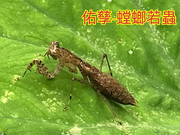 新竹市安親班-自然探索鐮刀手螳螂