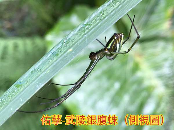 新竹市安親班 恐怖情人 好媽媽 蜘蛛篇 新竹市安親班 佑孶學苑 痞客邦