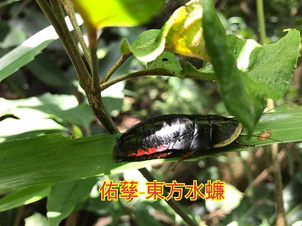 新竹市安親班-自然探索昆蟲的生活史(4下自然)