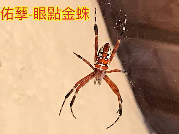 新竹市安親班 恐怖情人 好媽媽 蜘蛛篇 新竹市安親班 佑孶學苑 痞客邦