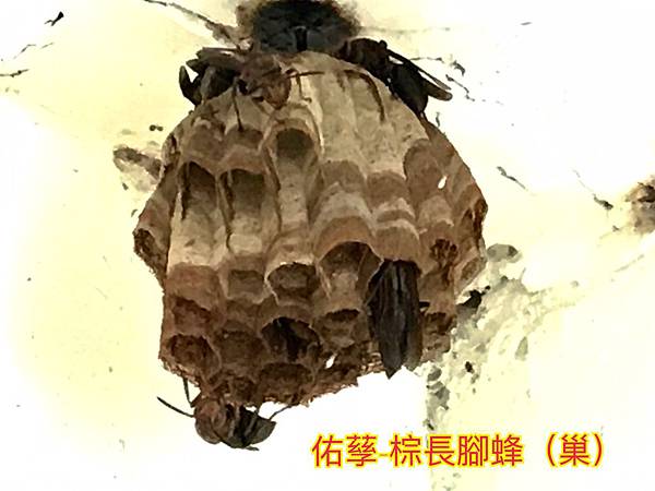 新竹市安親班-昆蟲王國(四下自然)