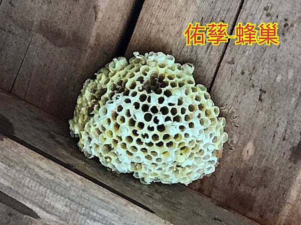 新竹市安親班-自然探索蜂與蟻(膜翅目)