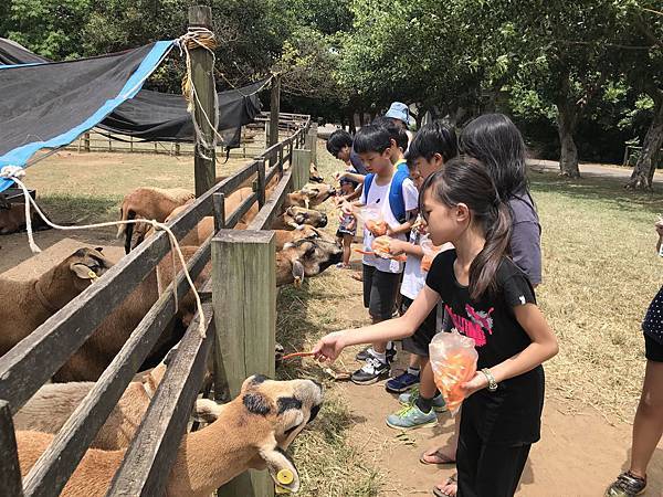 新竹市安親班-佑孳埔心牧場牧童趣