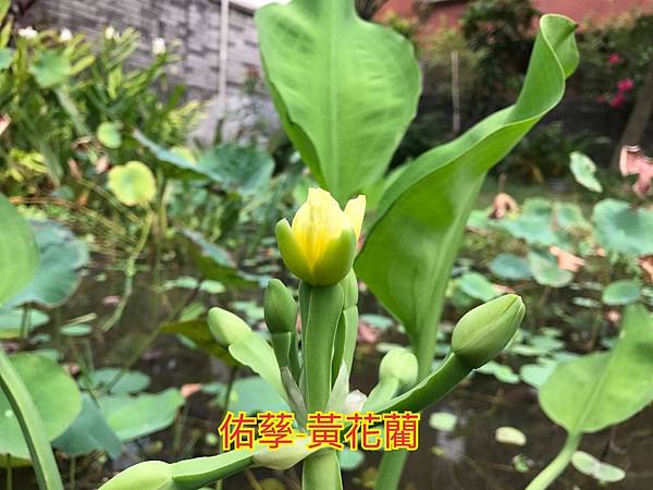 新竹市安親班-自然探索水中植物(4上自然)