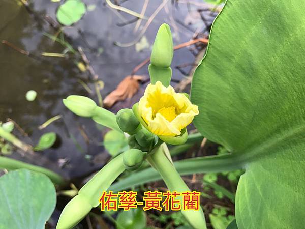 新竹市安親班-自然探索水中植物(4上自然)