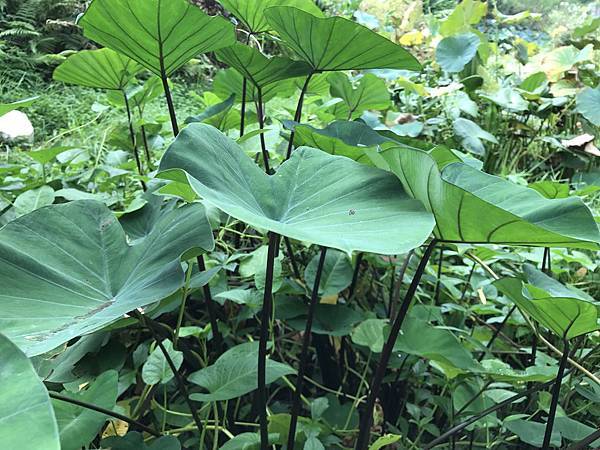 新竹市安親班-自然探索水中植物(4上自然)