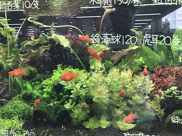 新竹市安親班-自然探索水中植物(4上自然)