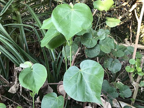 新竹市安親班-佑孳漫談紅樹林溼地