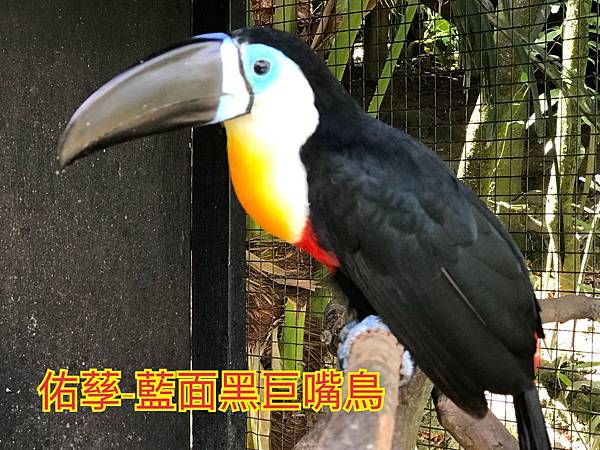 探索台灣生態環境和生物種類(6下自然)