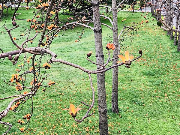 新竹市安親班-木棉花觀察日記