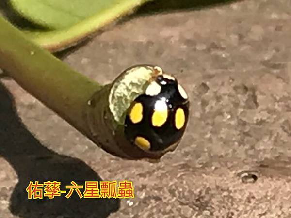 新竹市安親班-昆蟲王國(四下自然)