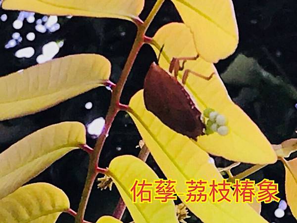 新竹市安親班-自然探索椿象與螽斯(半翅目與直翅目)