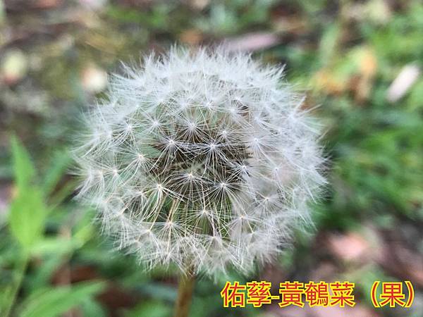 自然探索四季的變遷-春季篇