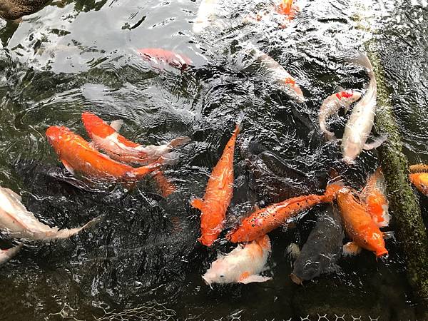 探索台灣生態環境和生物種類(6下自然)