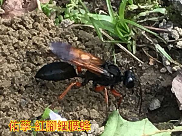 新竹市安親班-自然探索蜂與蟻(膜翅目)