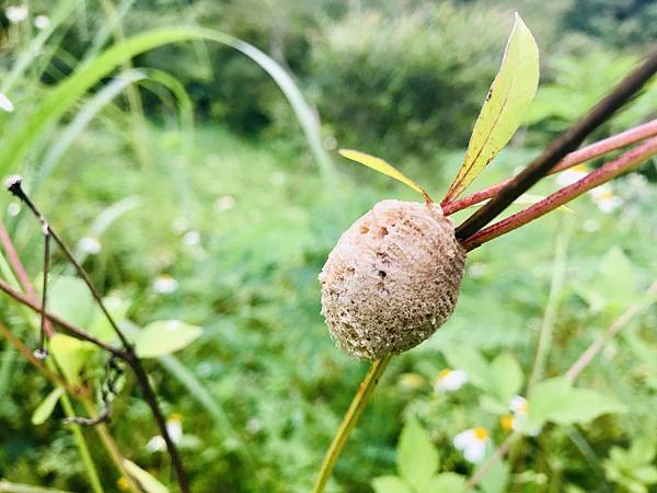 新竹市安親班-自然探索鐮刀手螳螂