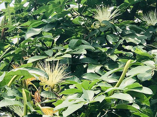 新竹市安親班-自然探索植物馬拉巴栗