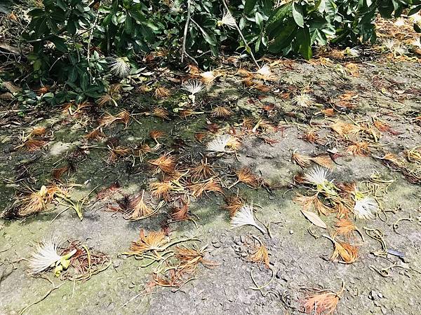 新竹市安親班-自然探索植物馬拉巴栗