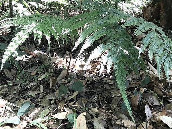 新竹市安親班-自然探索蕨類植物篇