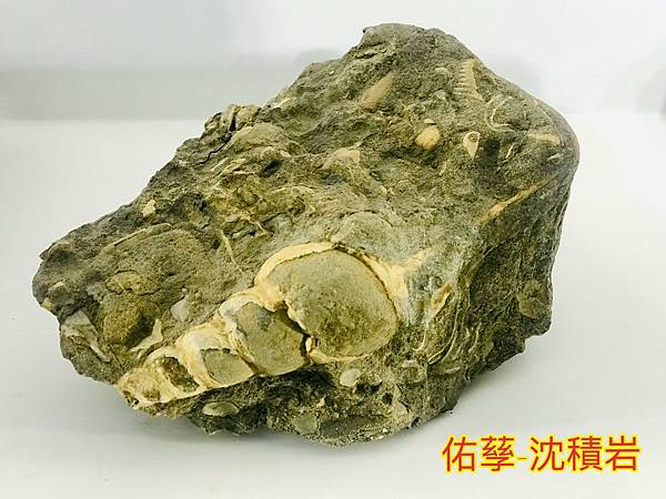 新竹市安親班-岩石探索化石篇(6)