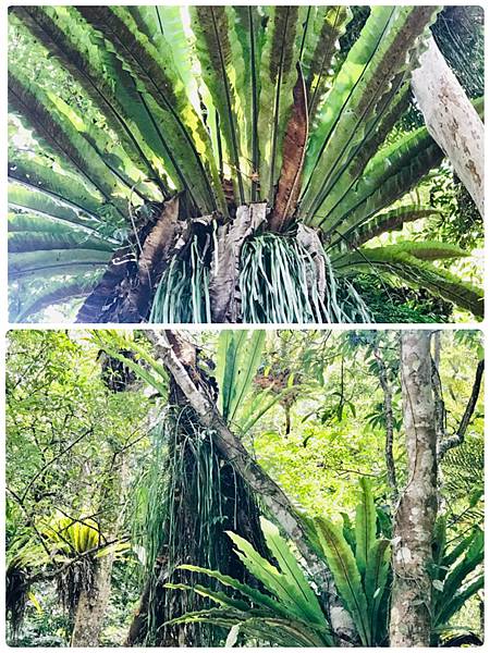 蕨類植物的天堂-雲仙樂園生態之旅