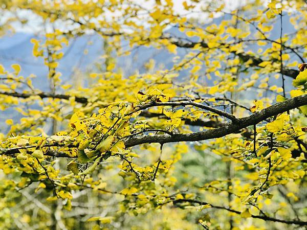 季節限定-深山夢幻的金色花園(銀杏)